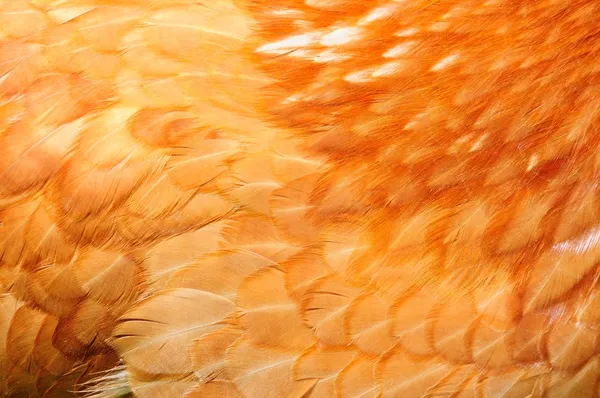 Plumas de pollo rojo de cerca — Foto de Stock