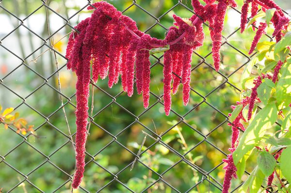 Amaranth (Love-Lies-Bleeding) by Chain-Link Fence