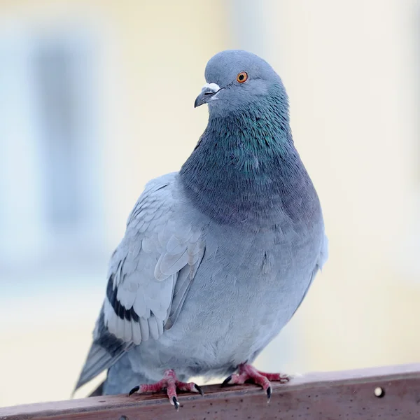 Grey Pigeon Close-Up — Stock Photo, Image
