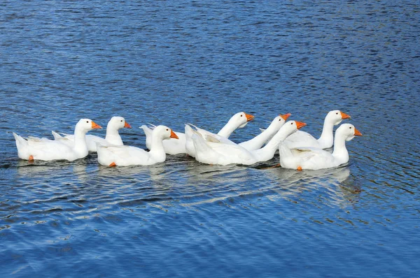 Вітчизняні гуси купаються в озері — стокове фото