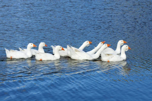 国内ガチョウは湖で泳ぎ — ストック写真