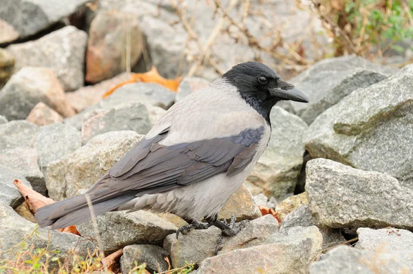 Hooded crow op stenen close-up — Stockfoto