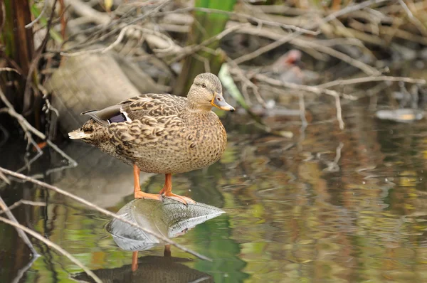 Mallard duck op oude banden in de rivier — Stockfoto