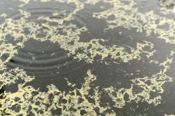 雨の水たまりで花粉 — ストック写真