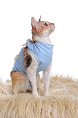 Cat Wearing Medical Pet Shirt After Surgery clipart