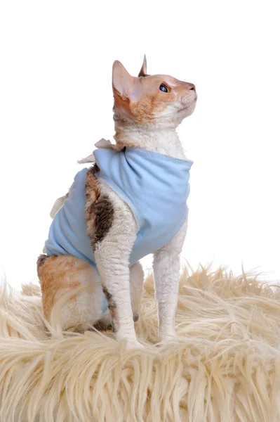Γάτα, φορώντας ιατρική κατοικίδιο ζώο πουκάμισο μετά από χειρουργική επέμβαση — Φωτογραφία Αρχείου