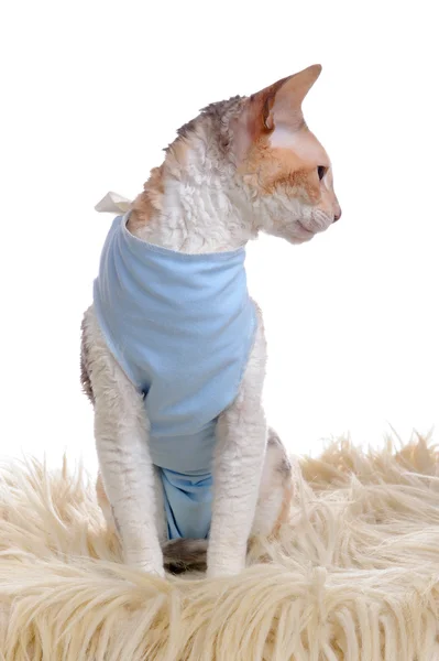 Chat portant la chemise médicale pour animaux de compagnie après l'opération — Photo