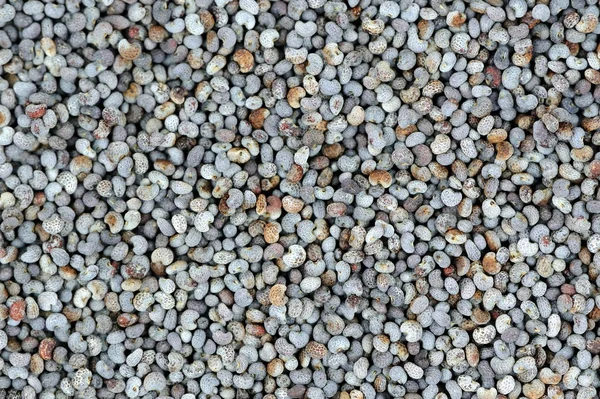 Семена мака крупным планом — стоковое фото