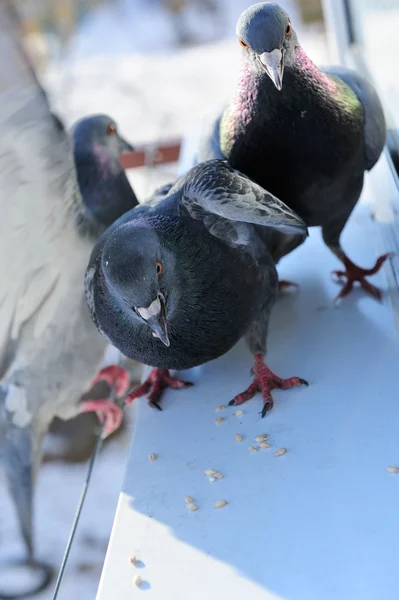 Palomas comiendo granos en la repisa de la ventana — Foto de Stock