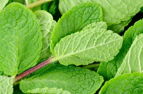 Fresh Green Mint Herb Close-Up — Stock Photo, Image