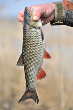 catch, AK balık Balık tutarak balıkçının