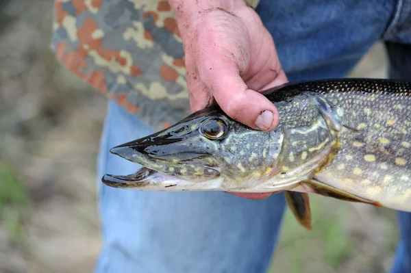 Pescador sosteniendo peces lucio (Esox Lucius ) — Foto de Stock