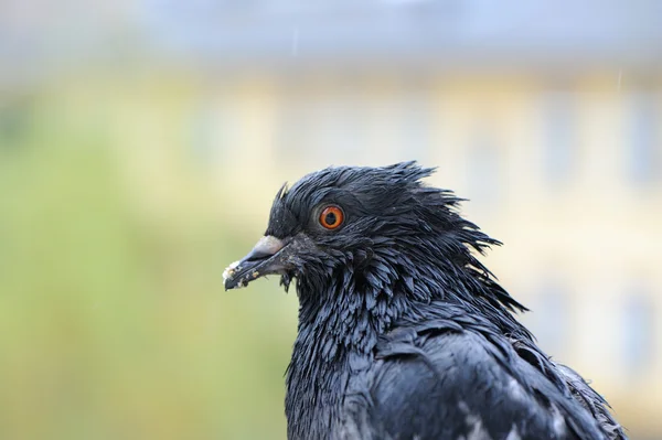 Pigeon with Bread Crumbs on Beak — Stock Photo, Image