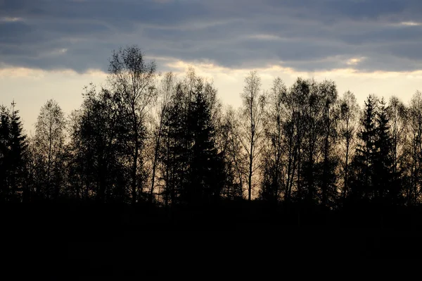 황혼에 검은 나무 — 스톡 사진