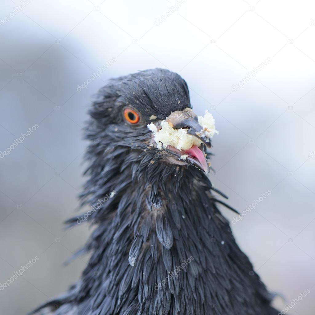 Hungry Pigeon Eating Bread