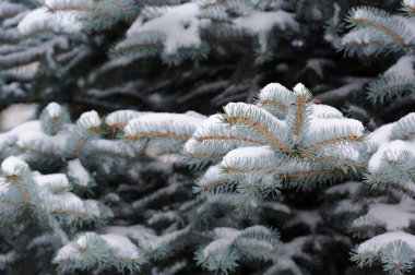 Blue Spruce Branches with Snow in Winter clipart