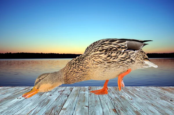 Canard sur le pont près du lac — Photo