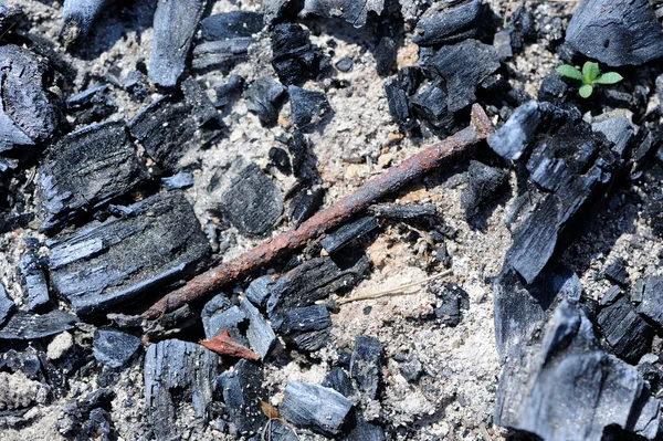 Viejo clavo oxidado en hoyo de fuego con carbón y ceniza —  Fotos de Stock