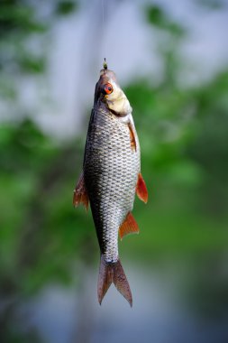 Roach balık kanca