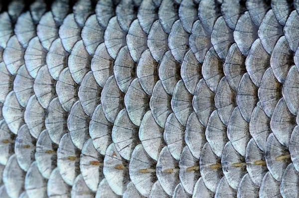 Real Roach Fish Scales Background — Stock Photo, Image