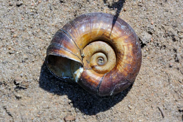 Lege slak shell — Stockfoto