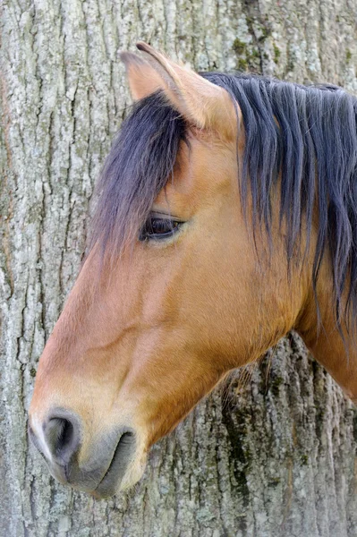 Chestnut Horse in Profile Close-Up — Stock Photo, Image