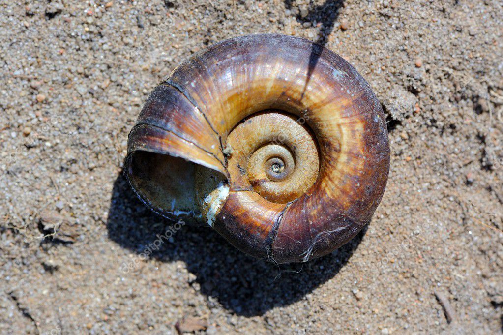 coquille d'escargot vide — Photographie Digifuture © 26027255