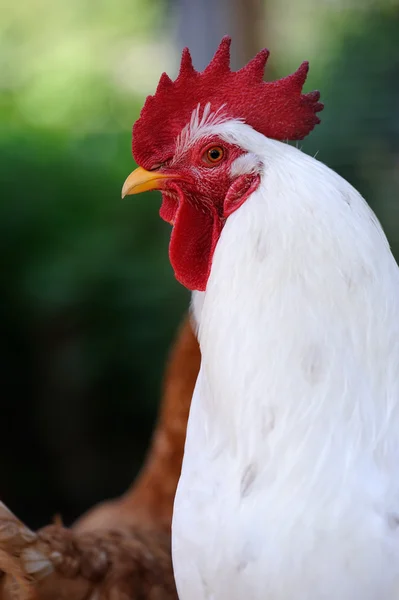 White Rooster (Cock) — Stock Photo, Image