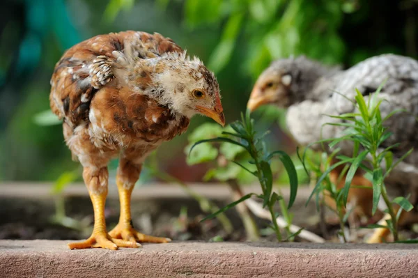 Şirin bebek tavuk — Stok fotoğraf