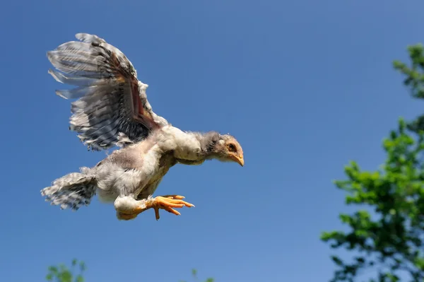 Kurczak latający w niebo — Zdjęcie stockowe