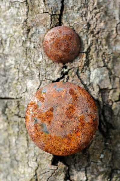 Rusty Nails in Tree — Stock Photo, Image