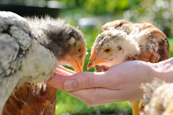 Τα κοτόπουλα που τρώει από το χέρι — Φωτογραφία Αρχείου