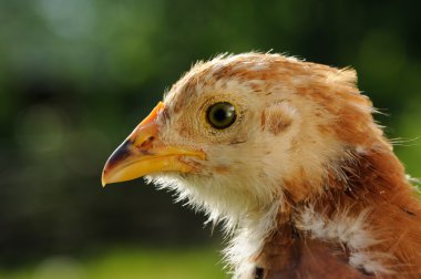 tavuk kafa yakın çekim