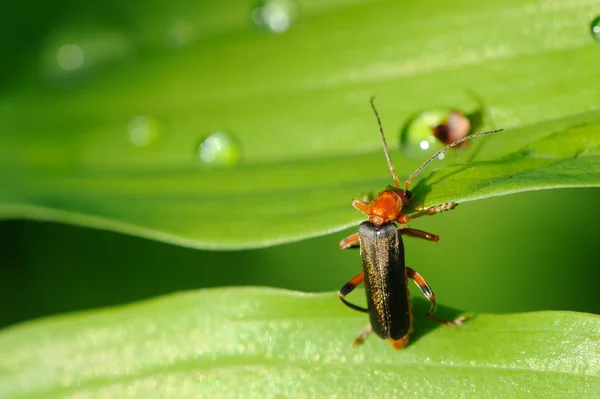Bir yaprak tırmanma asker böceği (Cantharis Rustica) — Stok fotoğraf