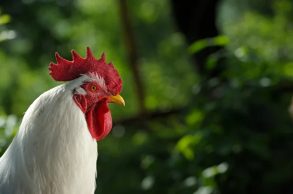 White Rooster (Cock) in the Garden — Stock Photo, Image