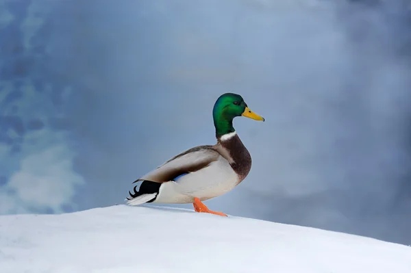 Mallard Pato en la nieve — Foto de Stock
