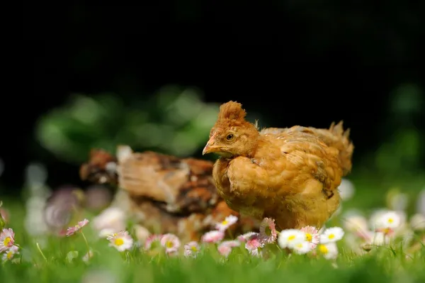 Crested baby kuře v květech — Stock fotografie