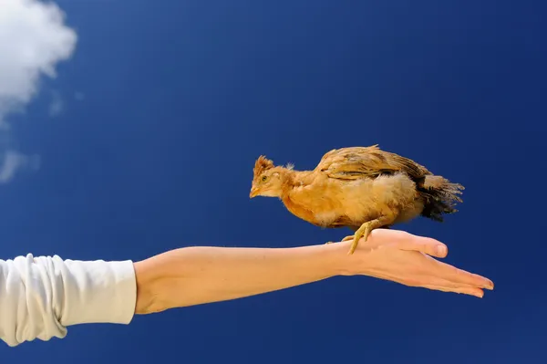 Frango bebê no braço espalhado contra o céu azul — Fotografia de Stock