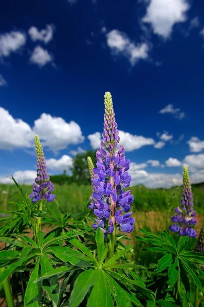 Fialové květy Lupin — Stock fotografie