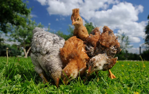 Цыплята, питающиеся с земли — стоковое фото