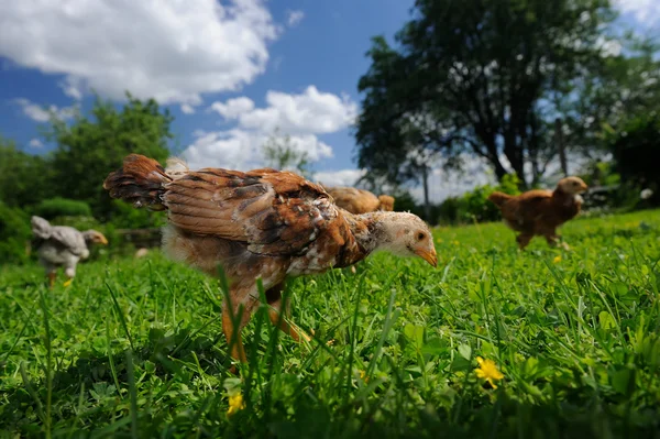 Bahçede yürüyen tavuklar — Stok fotoğraf