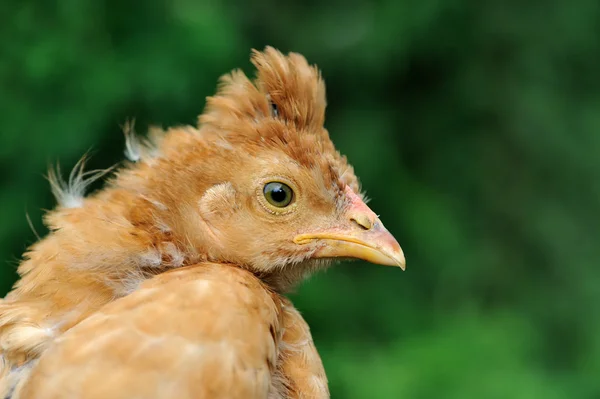 Jonge crested kip close-up — Stockfoto