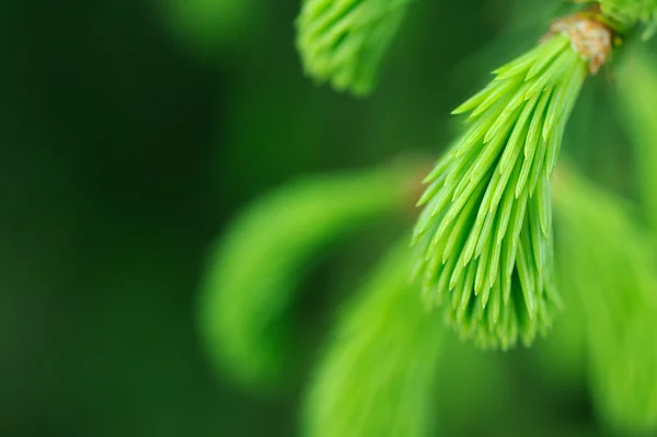 Yeni yeşil iğne çam ağacı — Stok fotoğraf