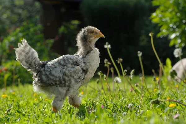 Pollo joven caminando en el césped — Foto de Stock