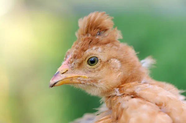 Röd crested baby kyckling närbild — Stockfoto