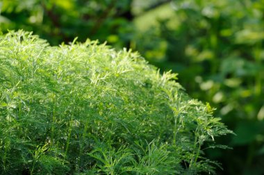 Yeşil Southernwood (Artemisia Abrotanum) çalı