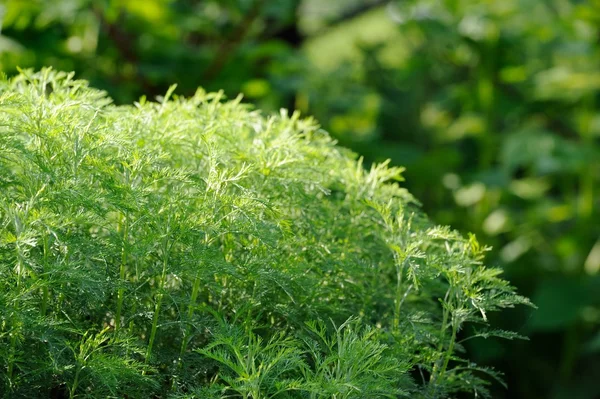 Green Southernwood (Artemisia Abrotanum) Shrub — Stok Foto