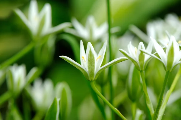 Zarif beyaz tükürük otu (çim Lily) çiçekler yakın çekim — Stok fotoğraf