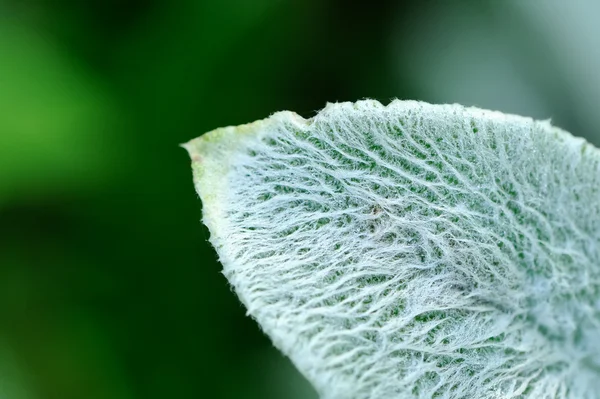 Lanate lamm öra Leaf närbild — Stockfoto