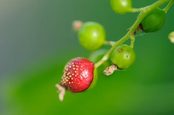 Sick Currant Berry — Stock Photo, Image